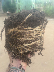 💎🌶️🌶️ NOM — Fully Rooted XL Stump