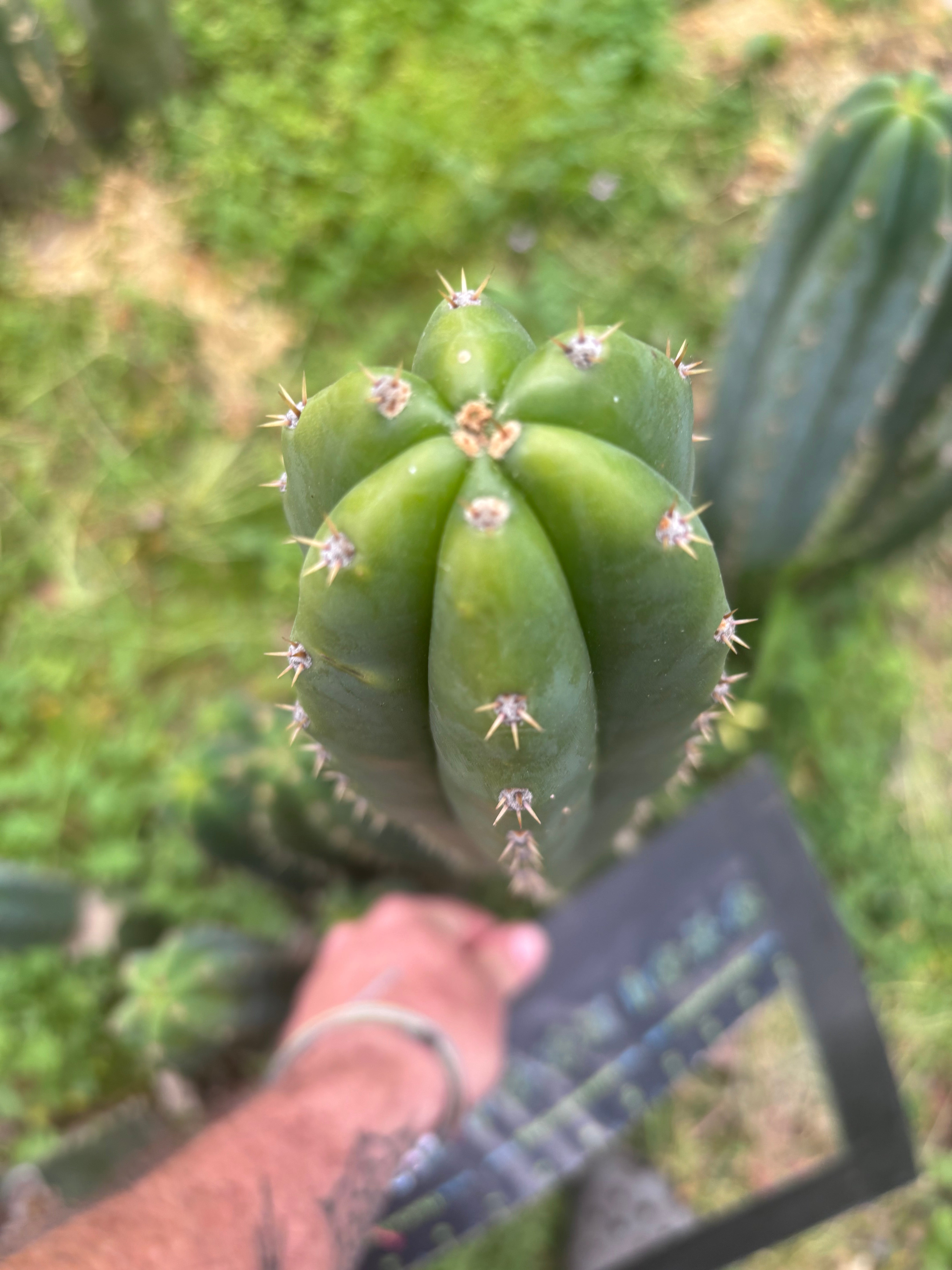 🌶️🌶️ NoidTwo — XL 14” Tip
