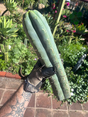 👑💎🌶️🌶️ Eileen — 15” Mega Tips