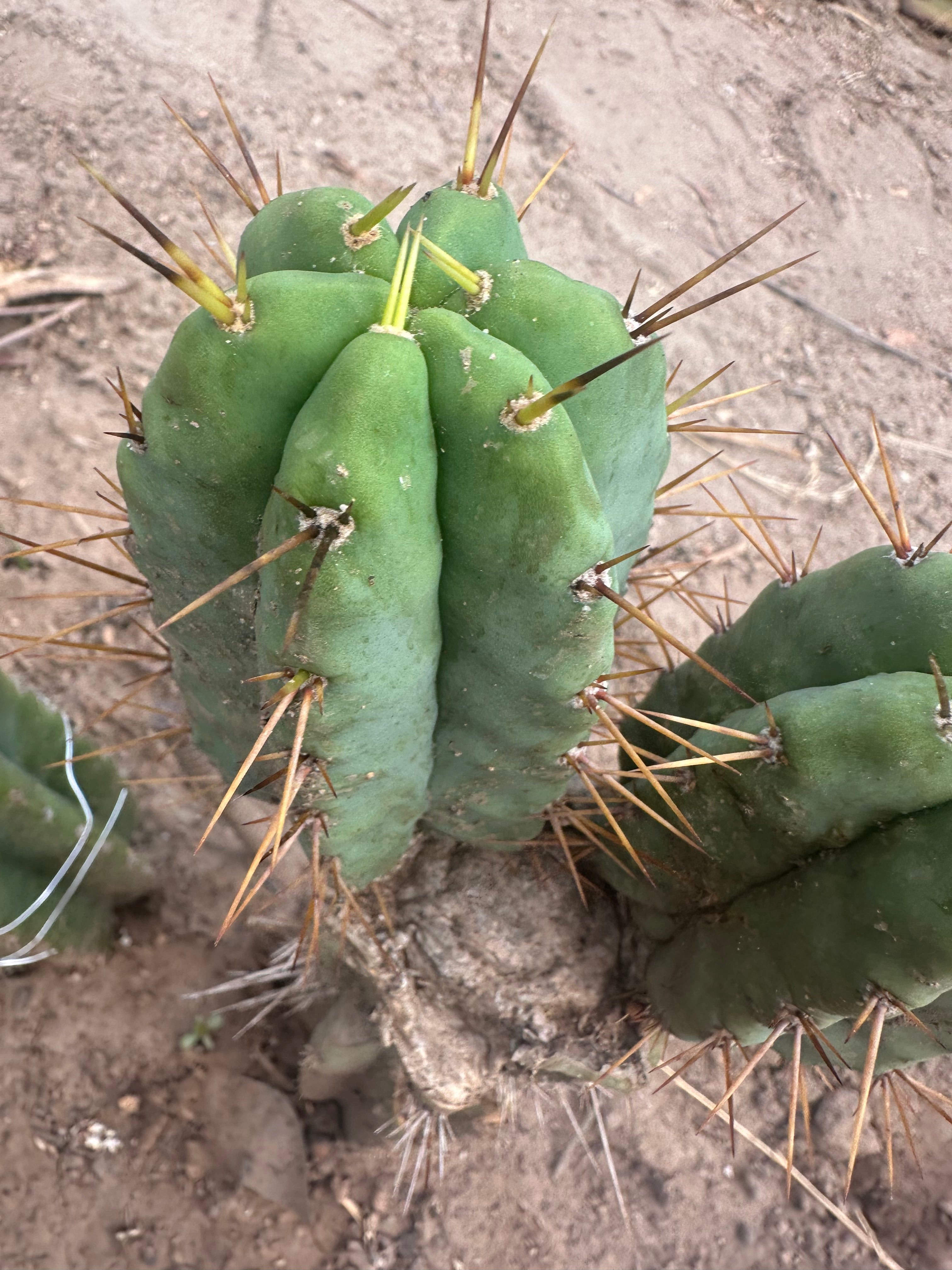 👑💎🌶️ CSD — 5” Grenade