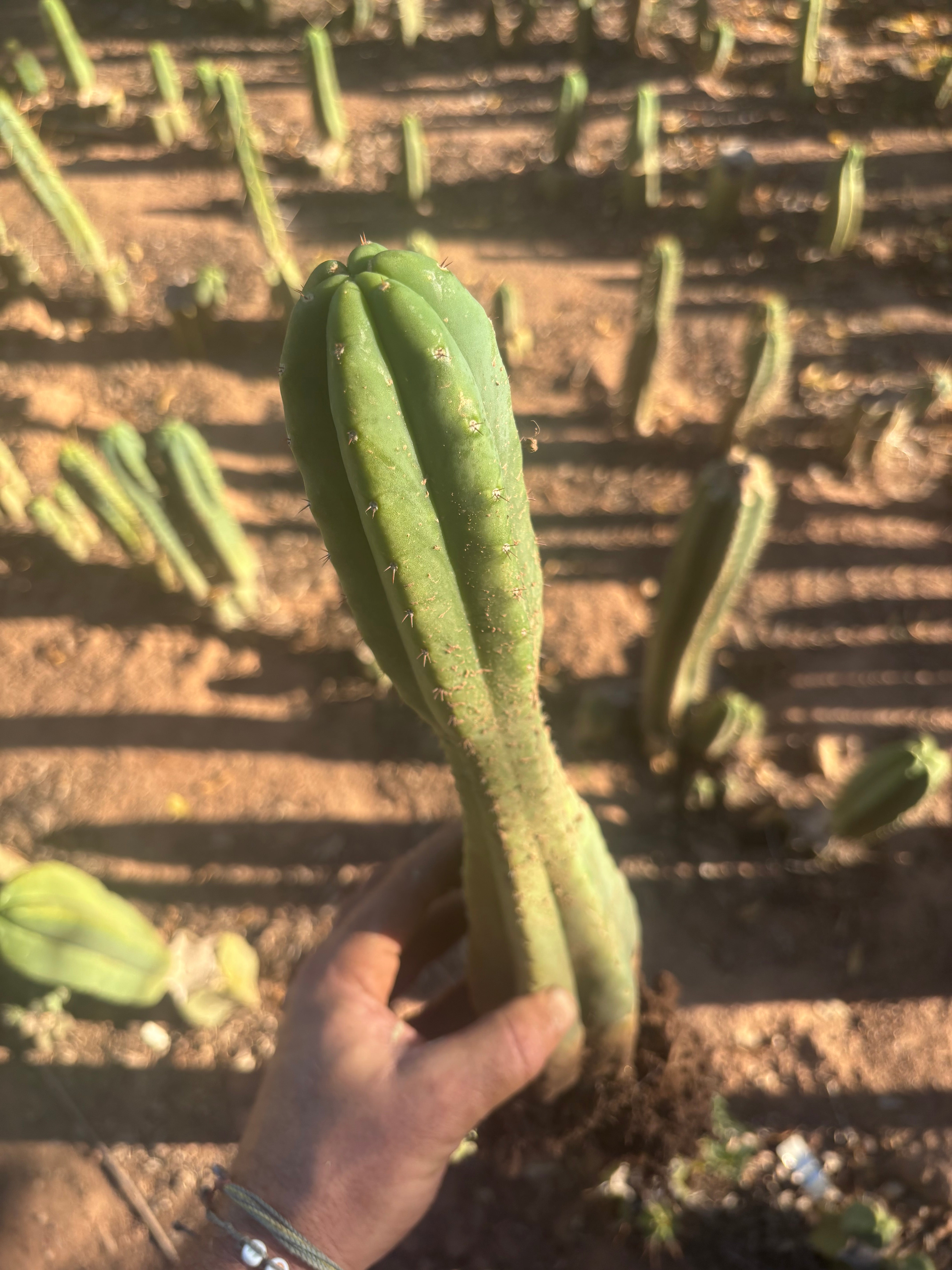 👑🌶️ Juul’s Giant — Rooted 13”