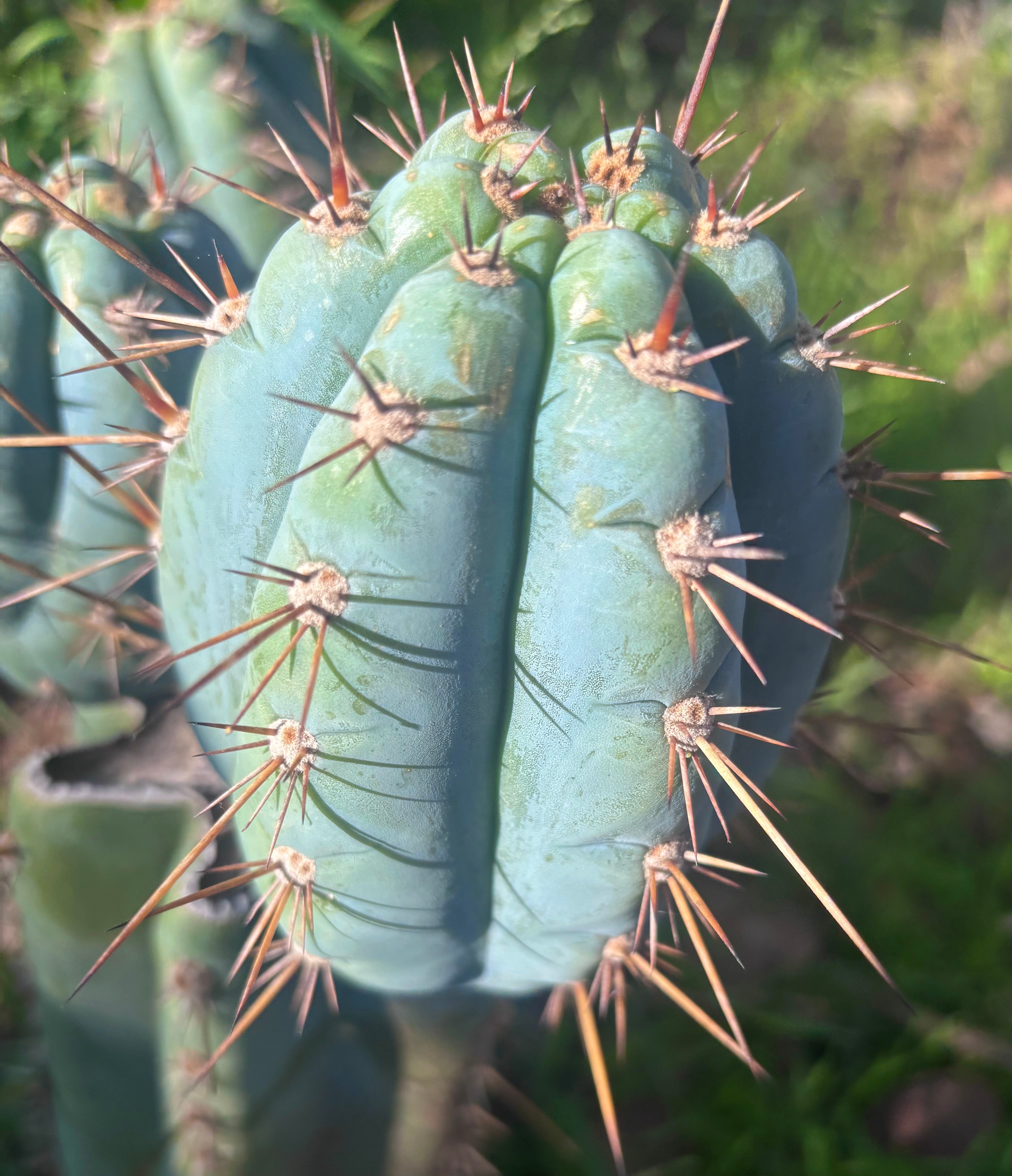 Custom Listing for Eric C