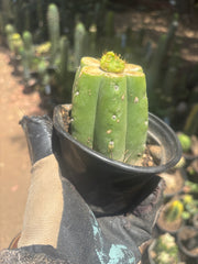 👑 Hulk’s Balls — Graft On Rooted PC
