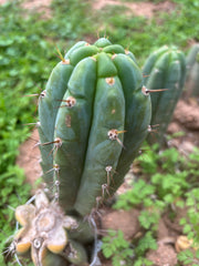 Custom Listing for Scott C