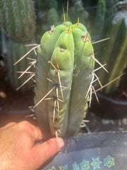 💎🌶️🌶️ NOM — Thick 7” Tip