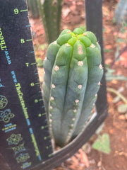 👑🌶️  Ichoca — 8” Tip
