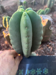 💎👑💎🌶️ Ferah — Fat 8” Pup