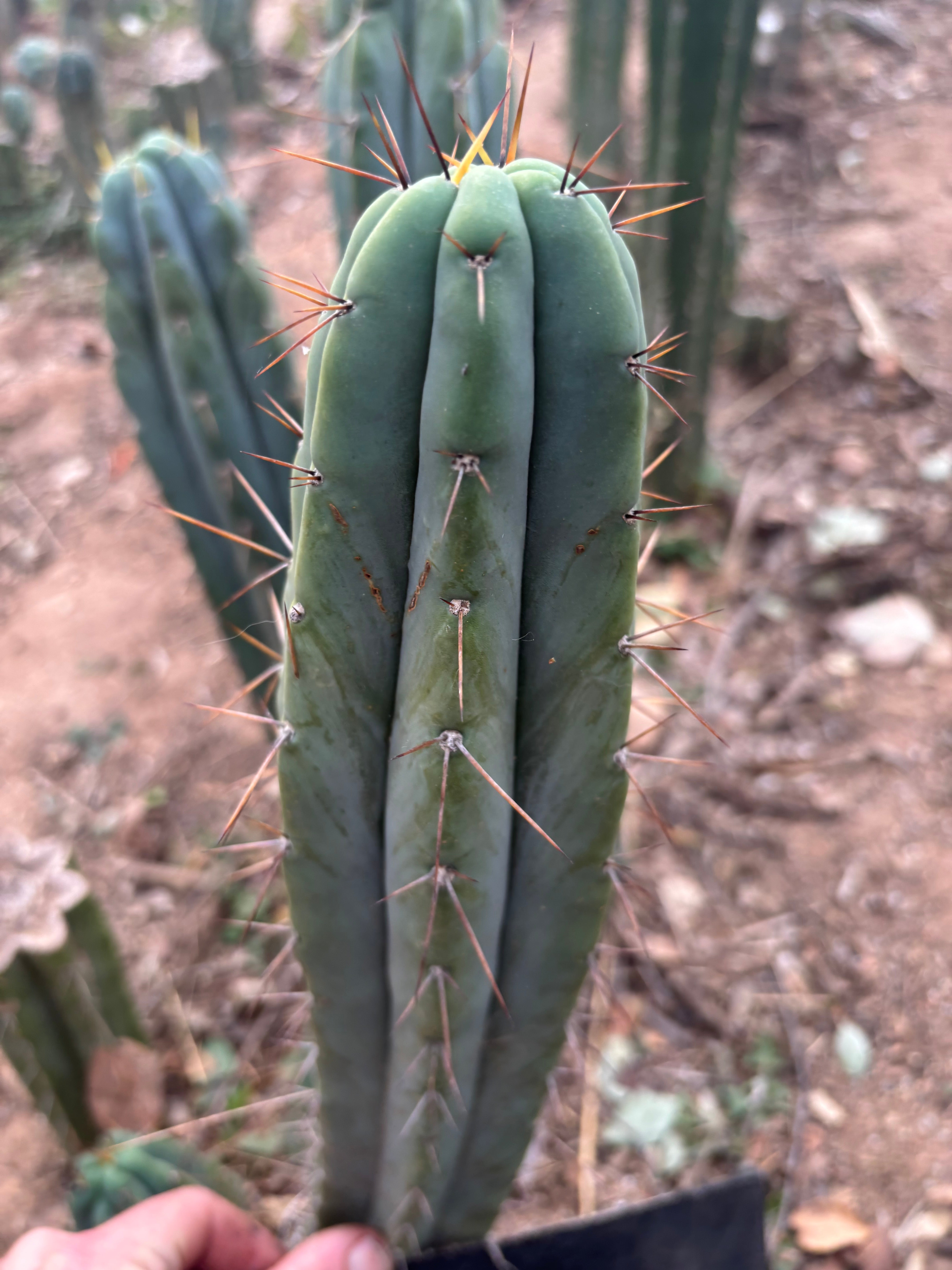 👑🌶️ CA1 Sherman — 12” Tip