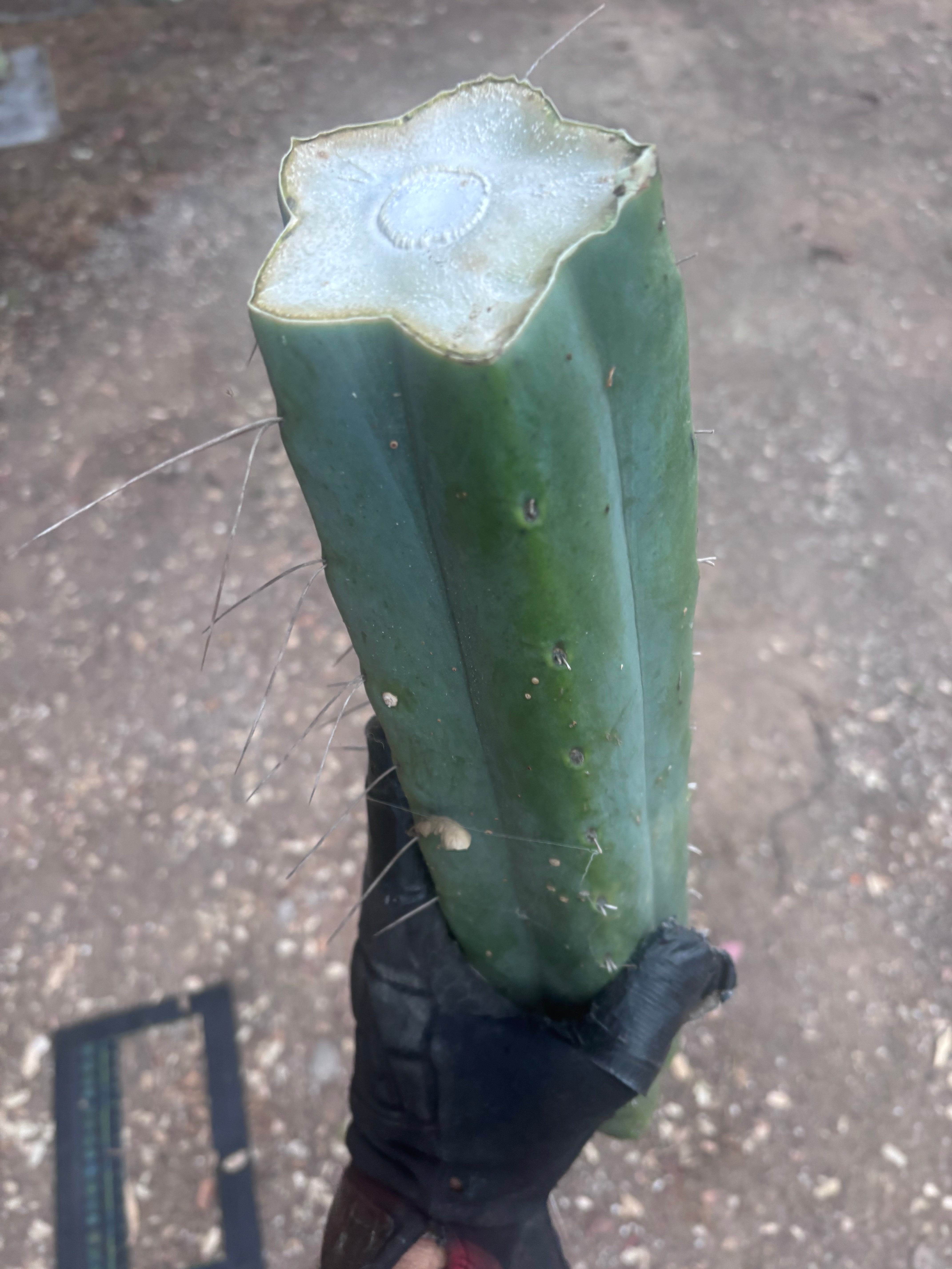 👑🌶️🌶️ Eileen — Another Massive 16” Mid
