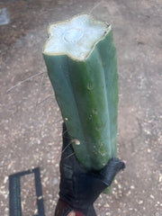 👑🌶️🌶️ Eileen — Another Massive 16” Mid