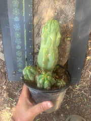 💎 Malo4 x TPM — Rooted Mini Stand