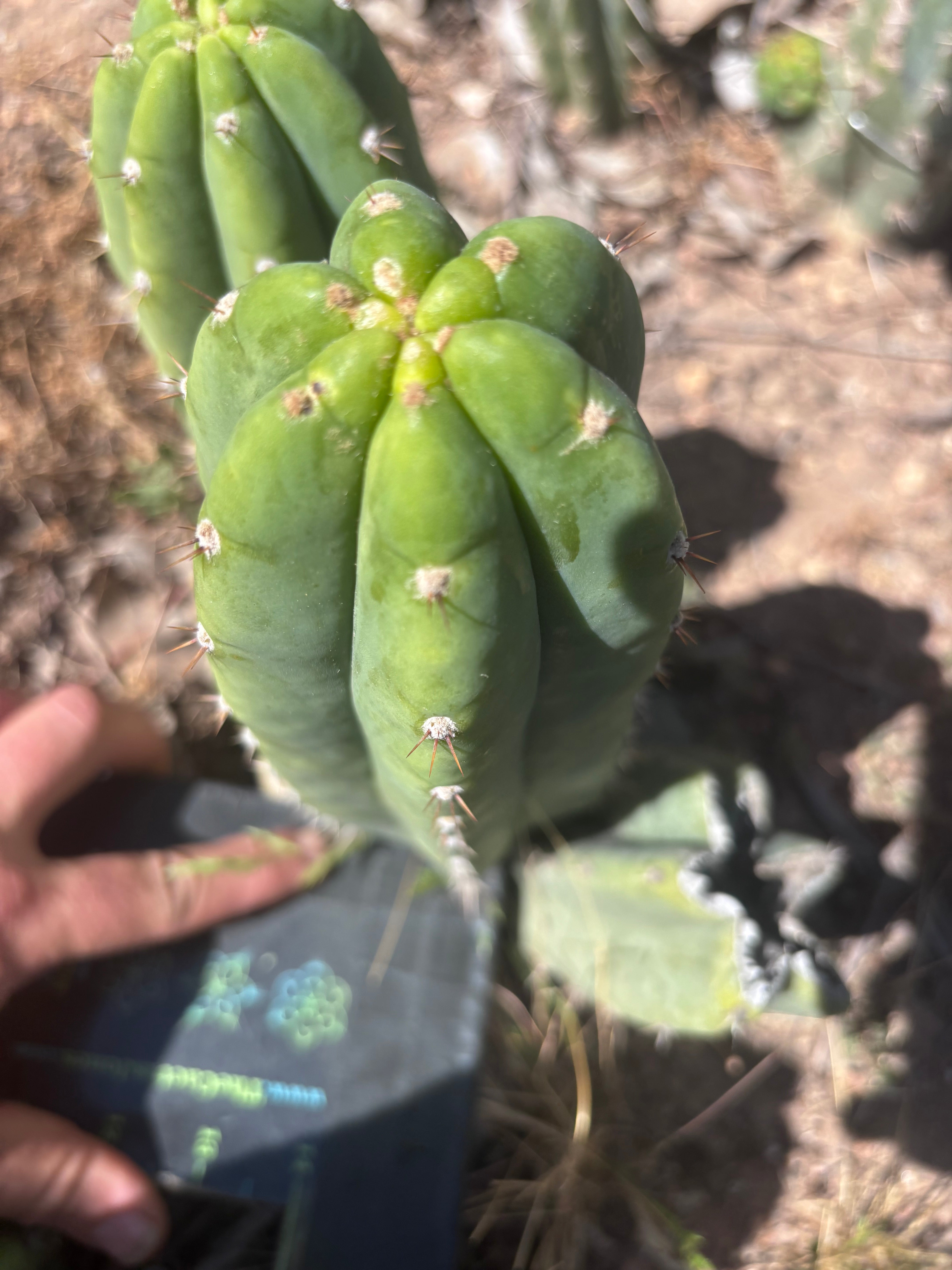 👑🌶️🌶️ Landfill — Another 9” Pup