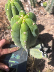 👑🌶️🌶️ Landfill — Another 9” Pup