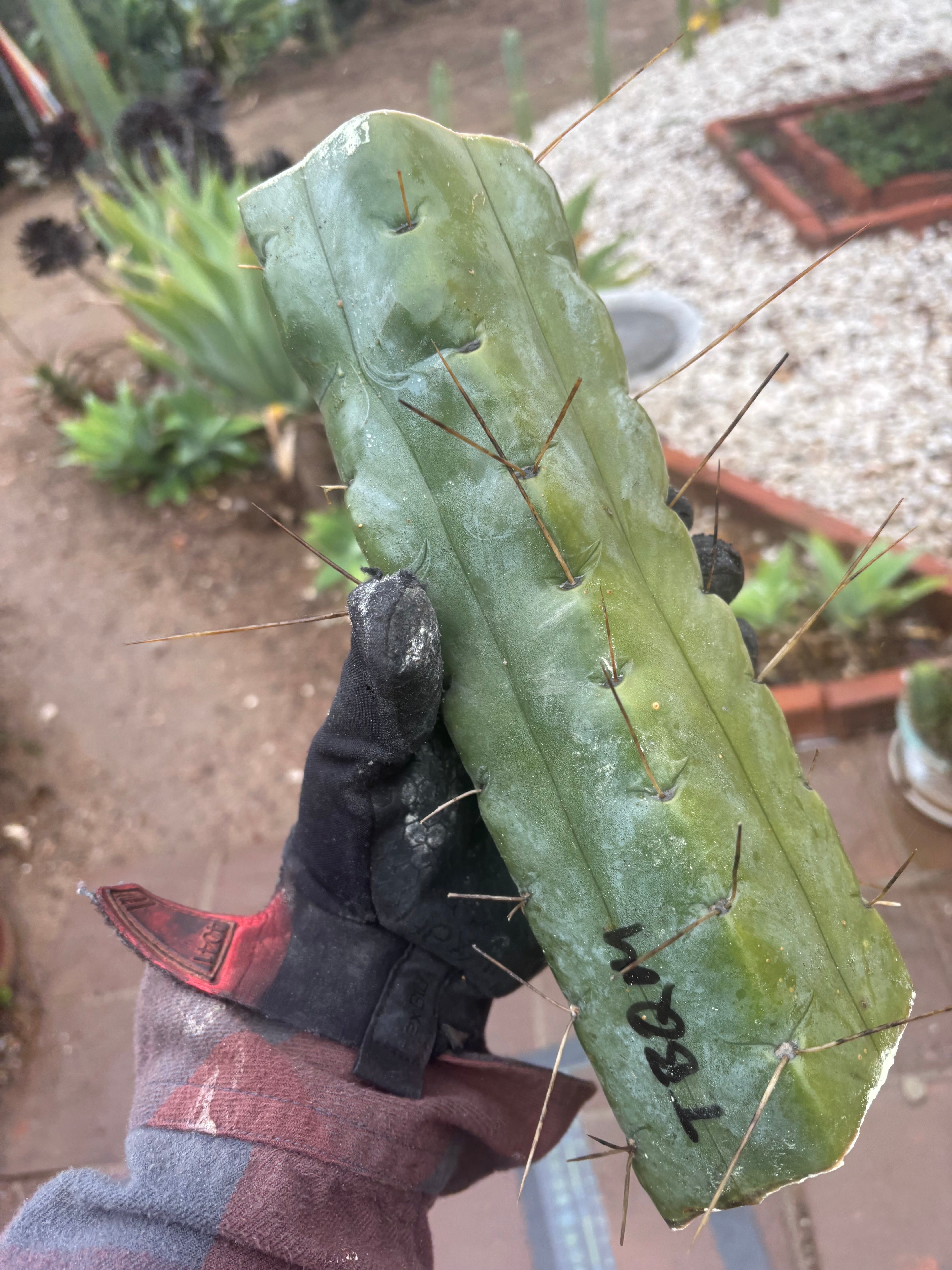 👑💎🌶️ TBQM  — Massive 12” Mid