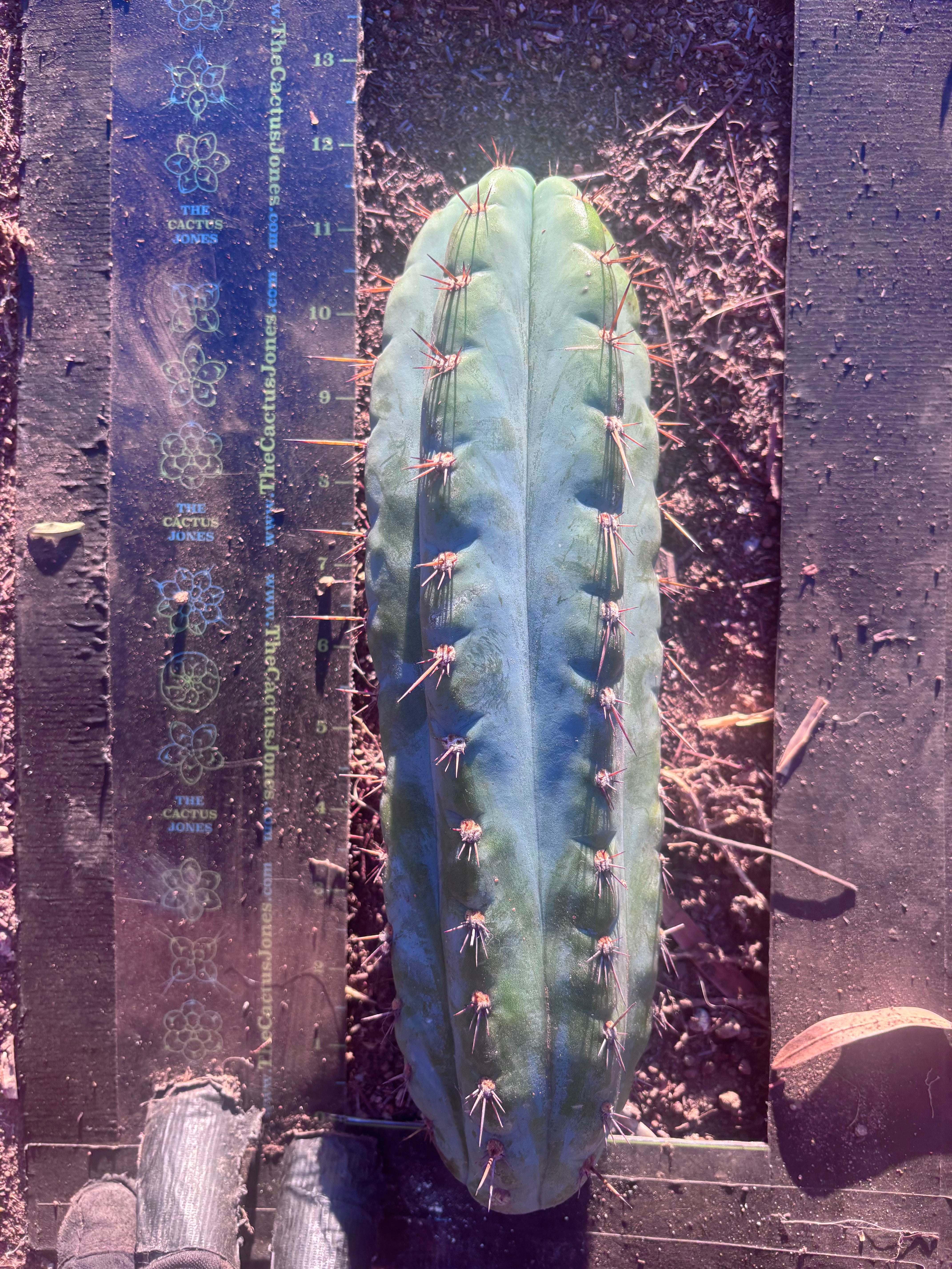 💎👑💎 Papa Smurf — Chonky 12” Pup