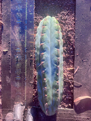 💎👑💎 Papa Smurf — Chonky 12” Pup