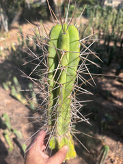 👑🌶️ Medicine Man — 11” Tip (14” Graft Total)