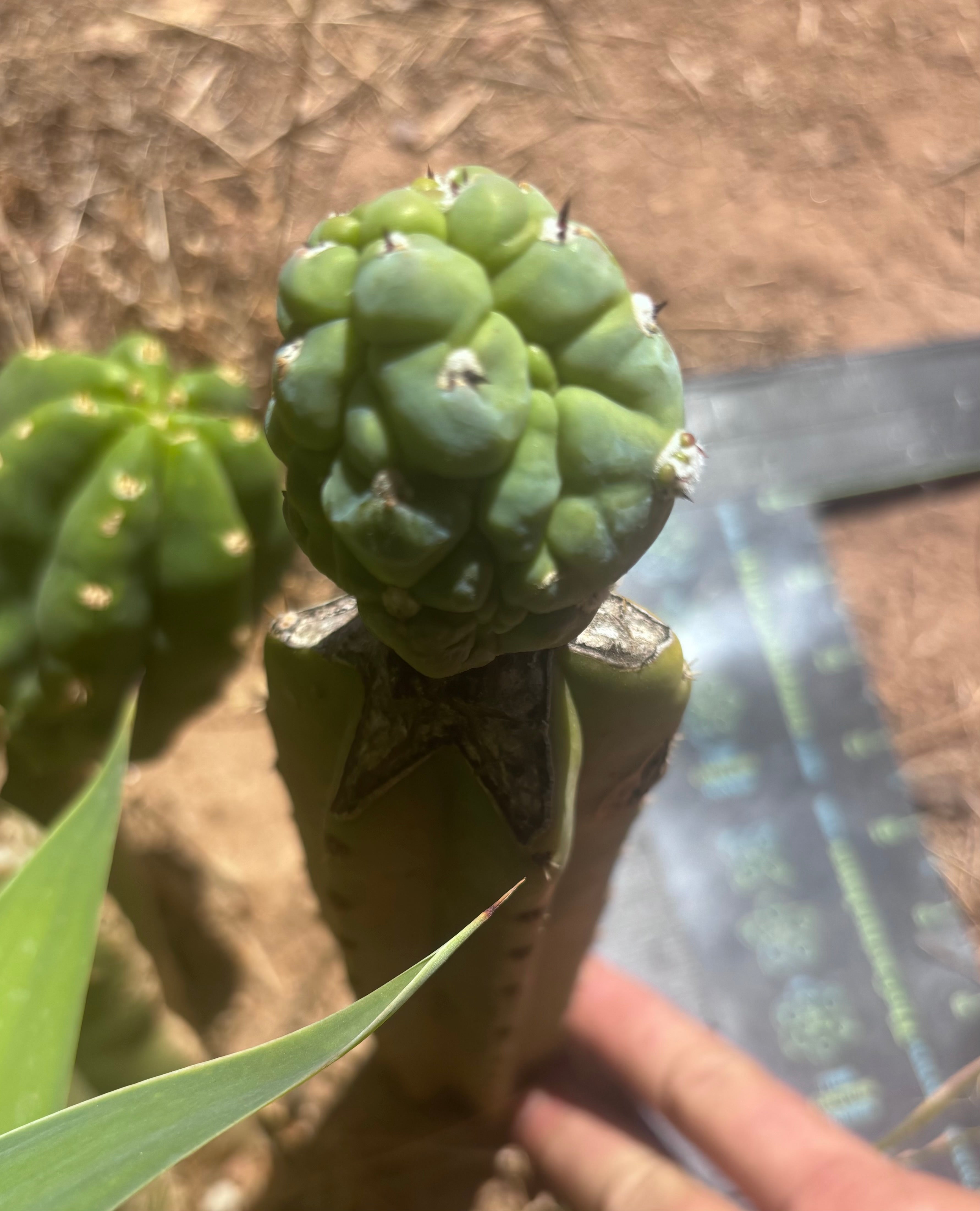 👑💎 Glorp — Rooted Graft
