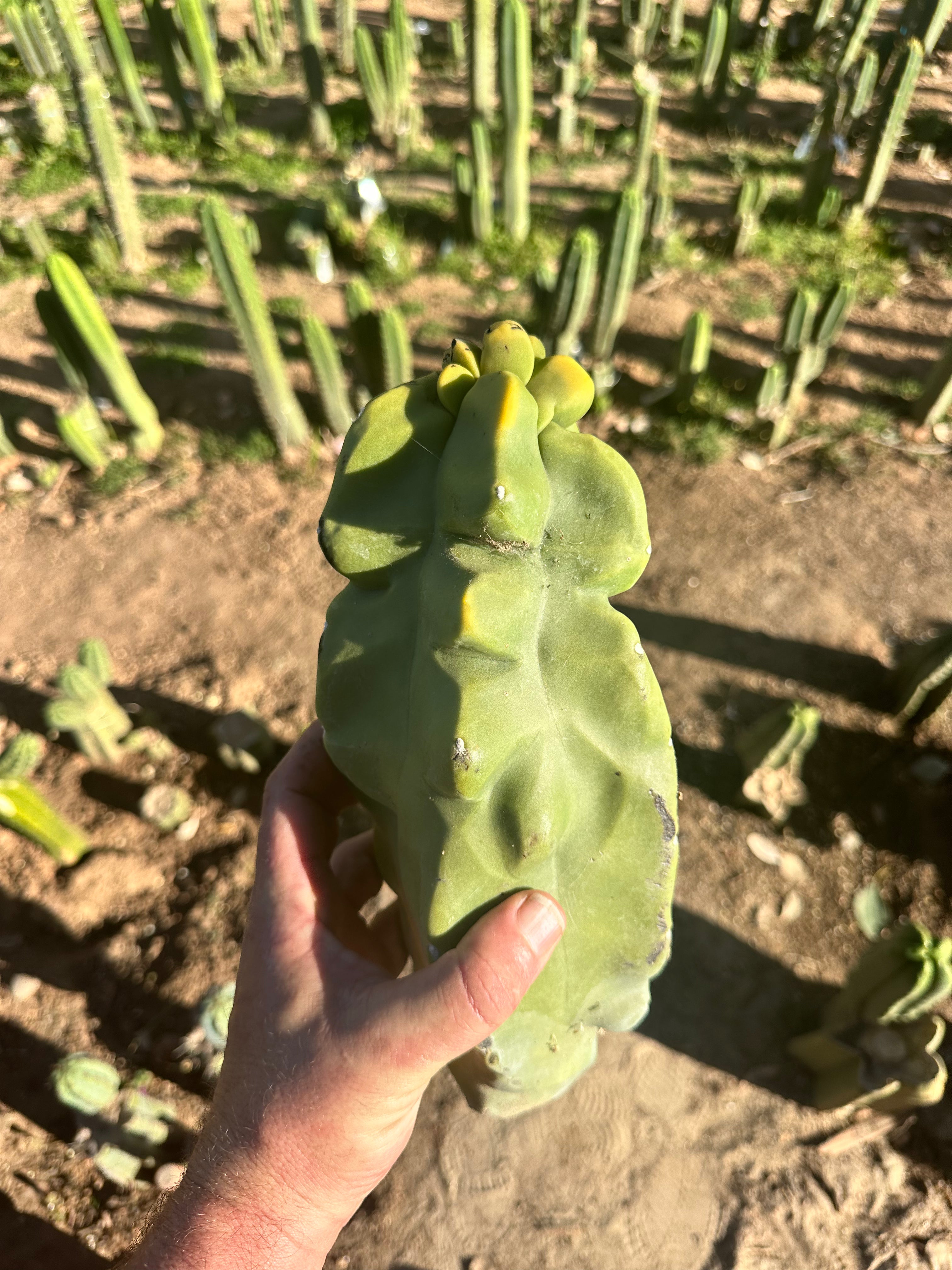Totem — Beefy 13” Pup