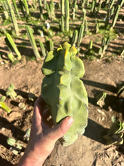 Totem — Beefy 13” Pup