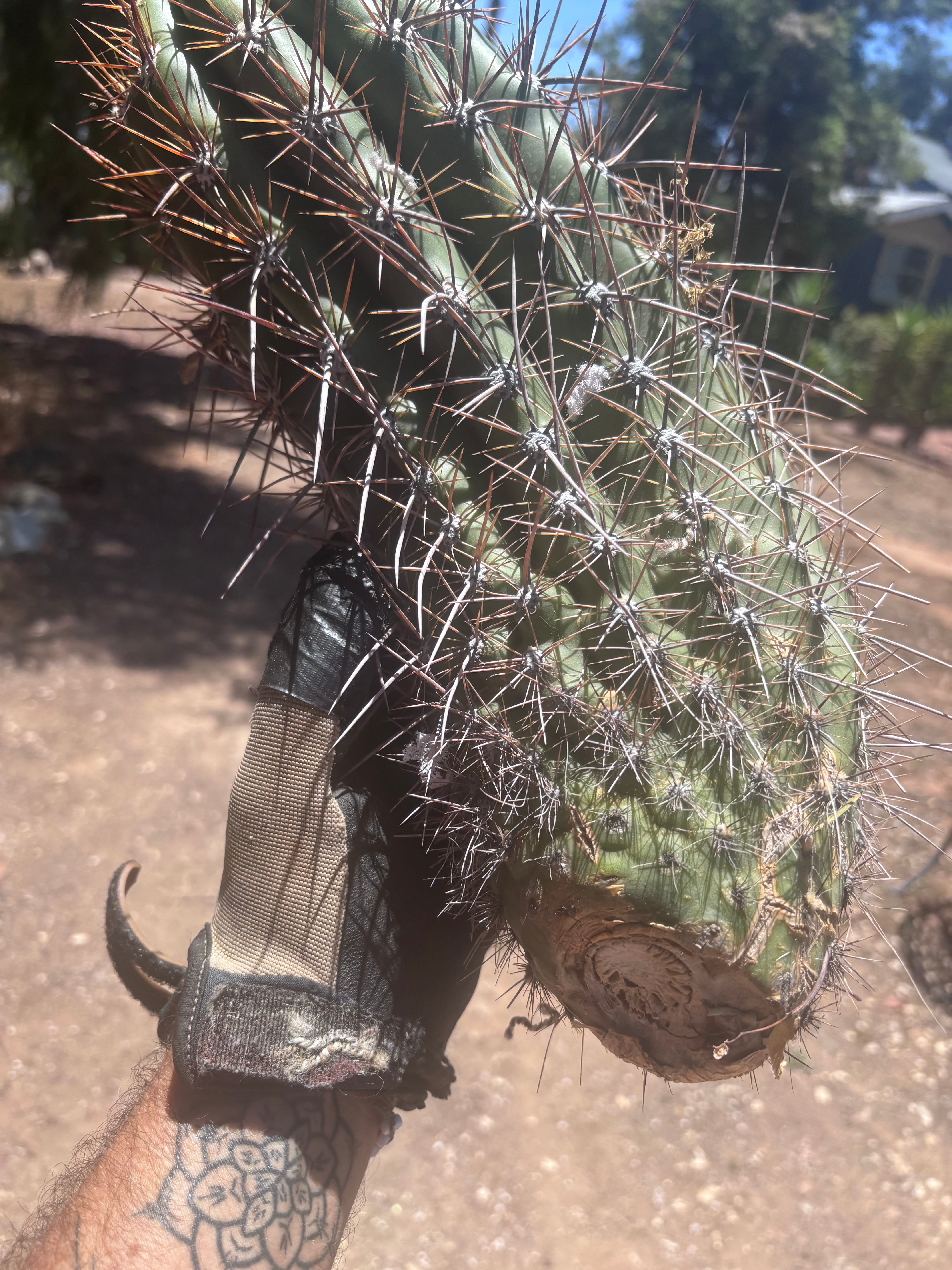 💎 Tacaquirensis — Massive 16” Pup