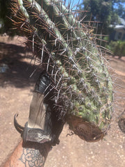 💎 Tacaquirensis — Massive 16” Pup