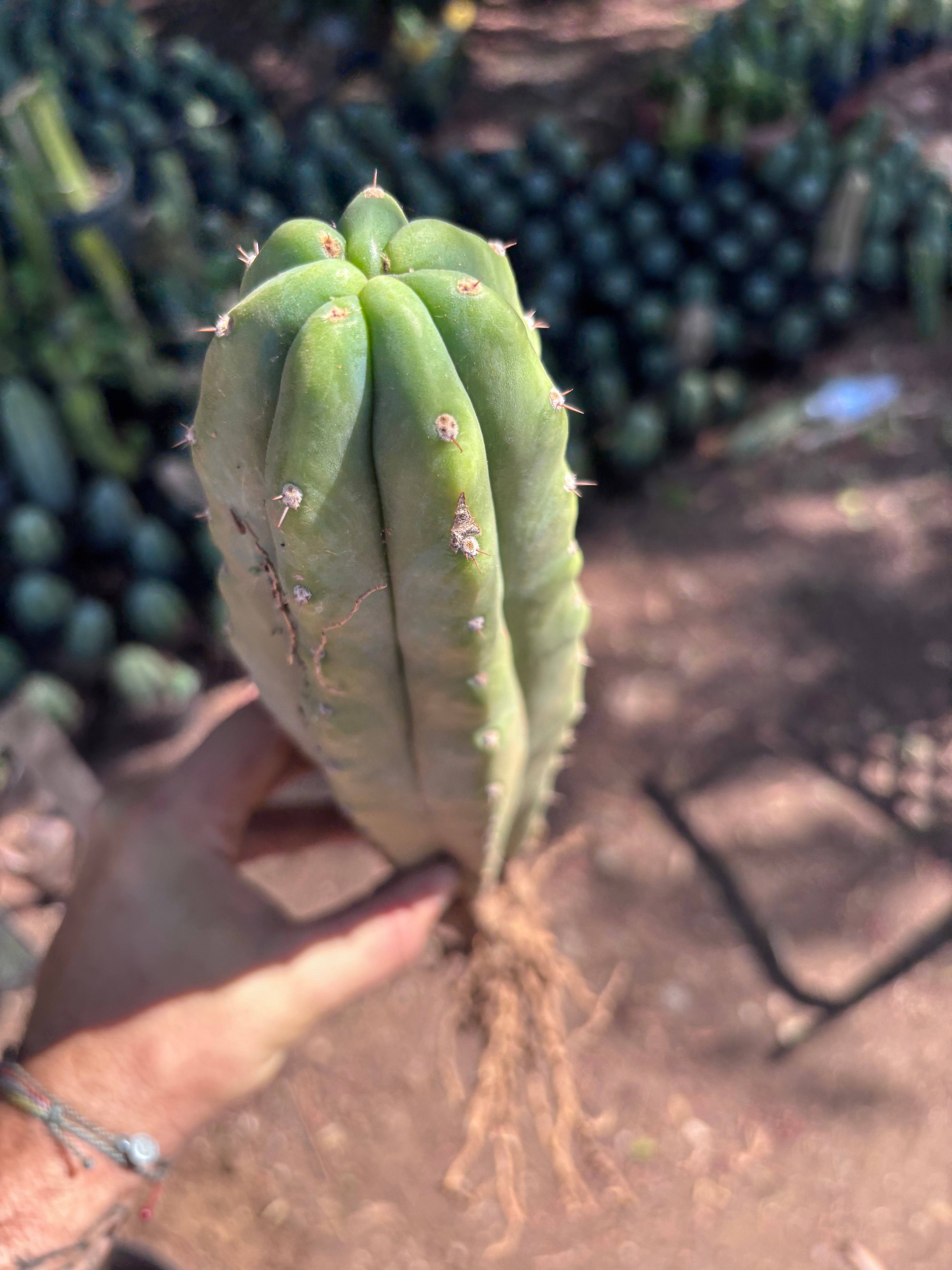👑🌶️🌶️ Landfill — XL Rooted 16”