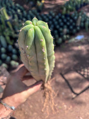 👑🌶️🌶️ Landfill — XL Rooted 16”