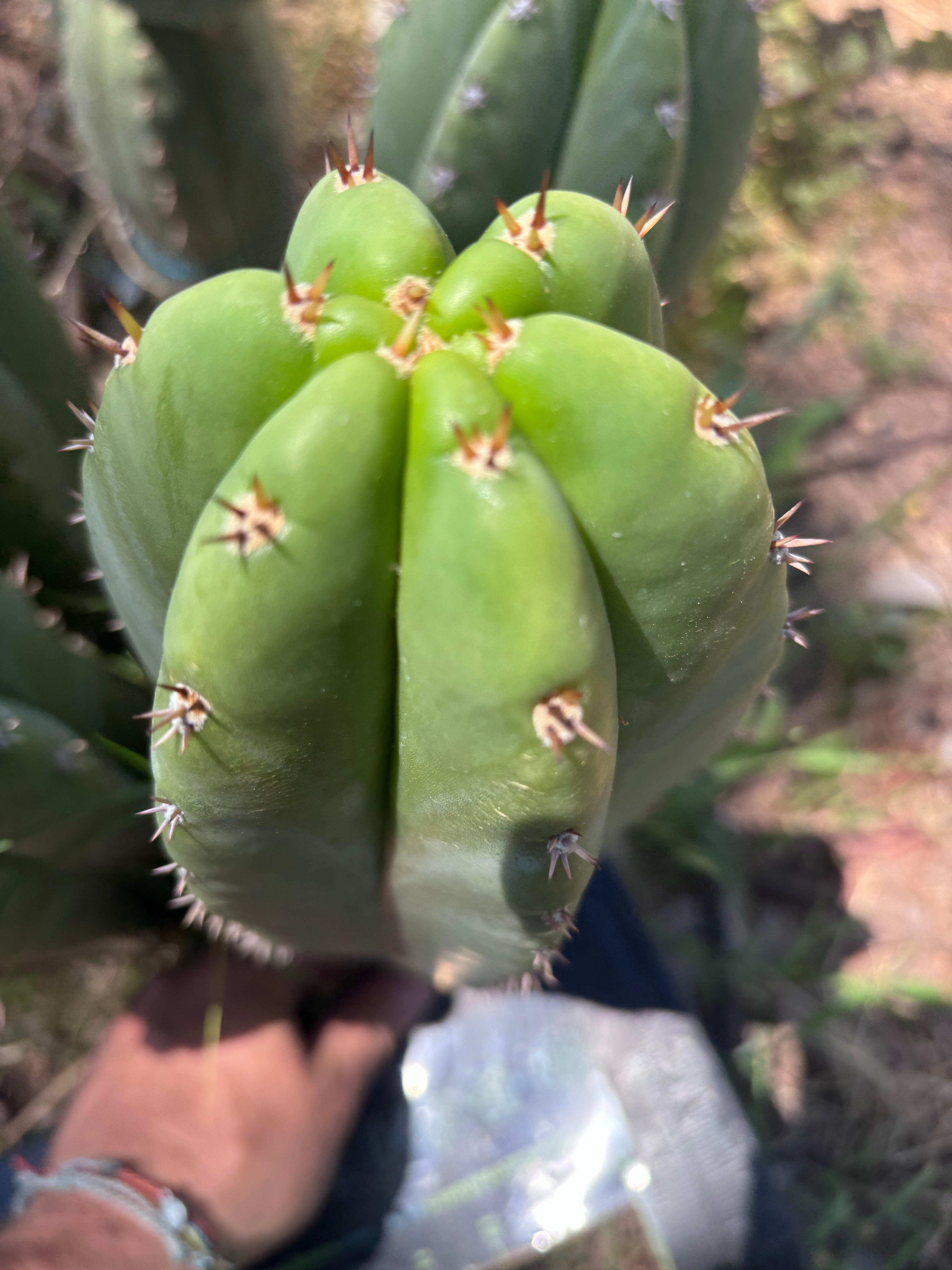 💎🌶️ Jada x Scop — XXL 14” Melon Pup