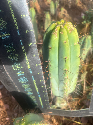 Custom Listing for Jeff H