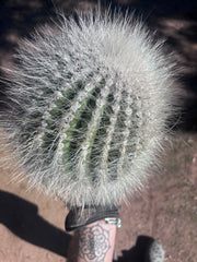 💎 T. Atacamensis — 11” x 8” Fur Melon (Last One)