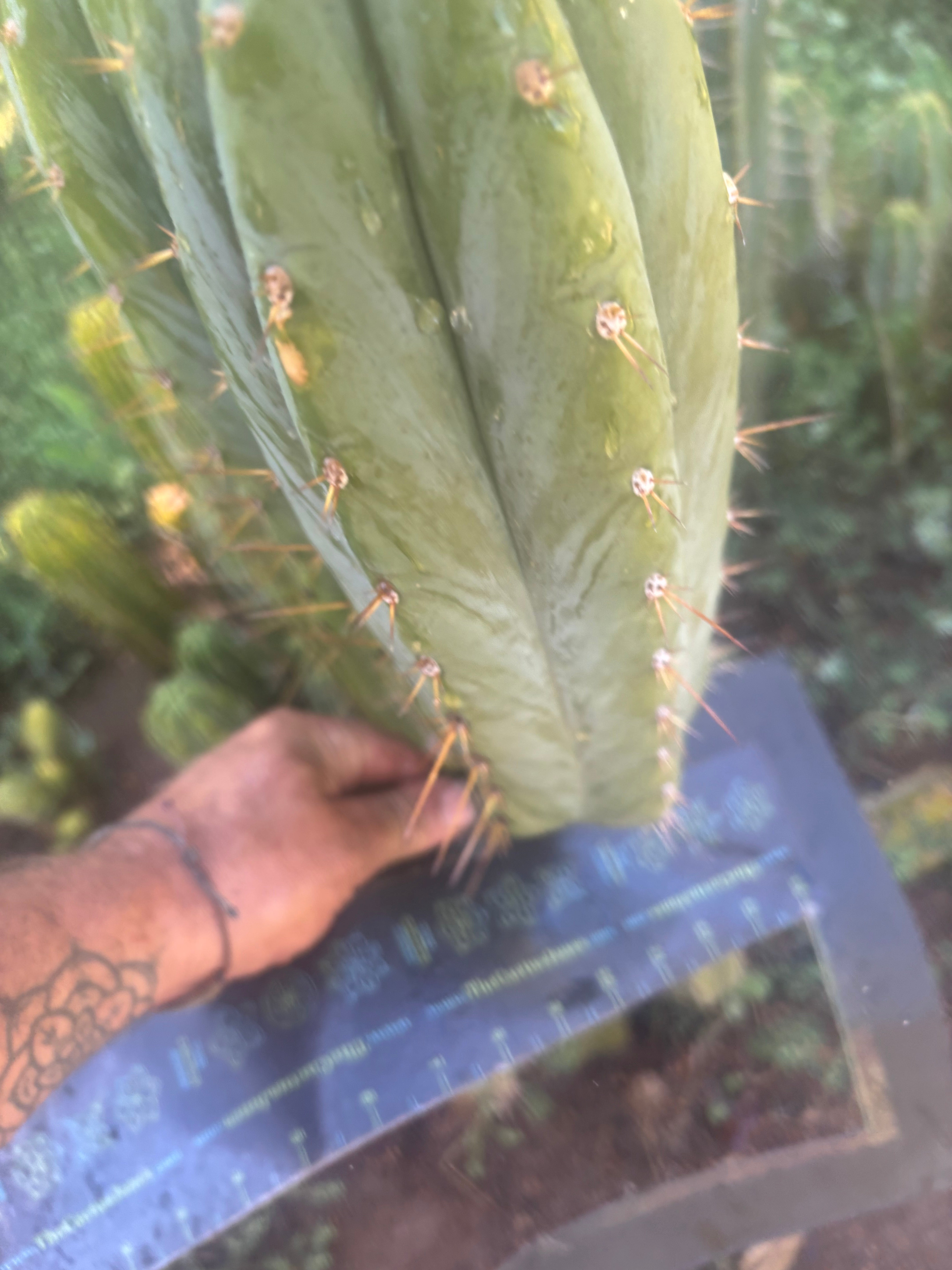 💎👑🌶️ Kimnach — Beefy 13” Pup