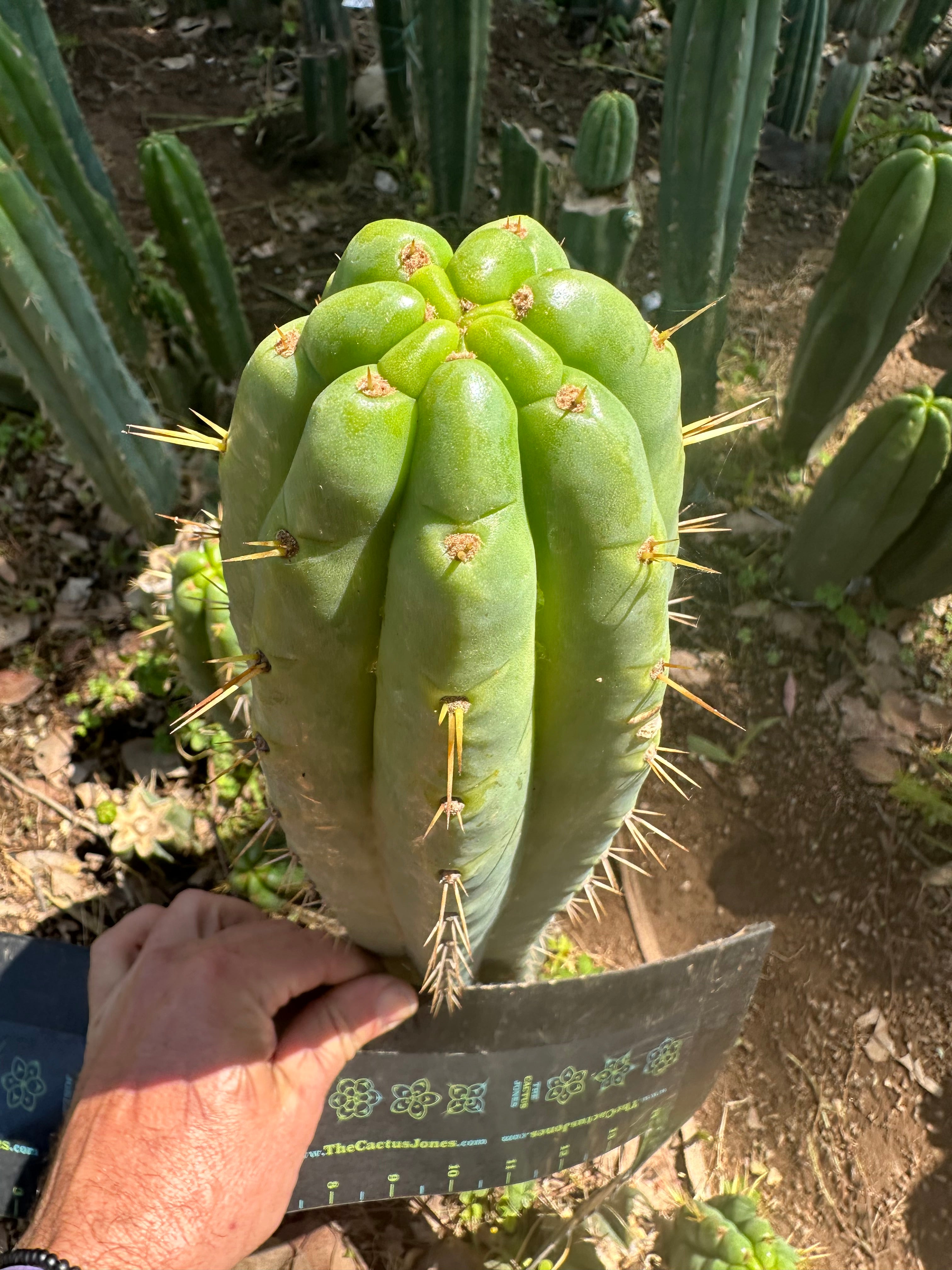 🌶️ 0201 — XL 12” Tip