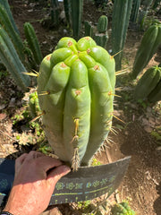 🌶️ 0201 — XL 12” Tip