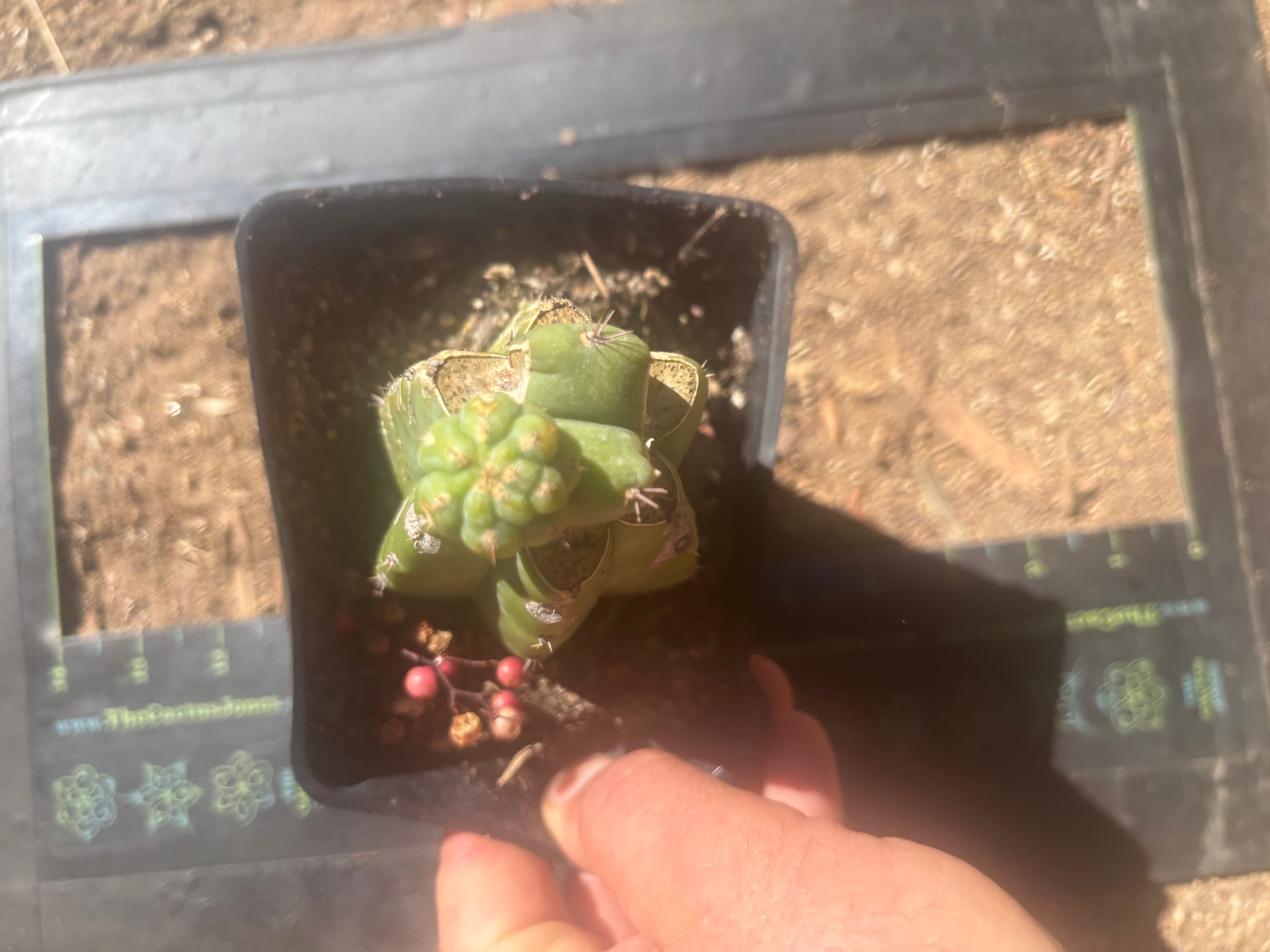 💎👑 Q-Tip —  Pupping Slab Graft on Rooted PC