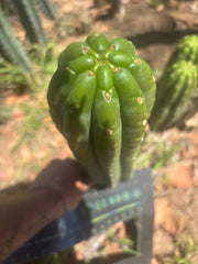 💎👑🌶️ The Field’s Pachanoi — XL 15” Pup