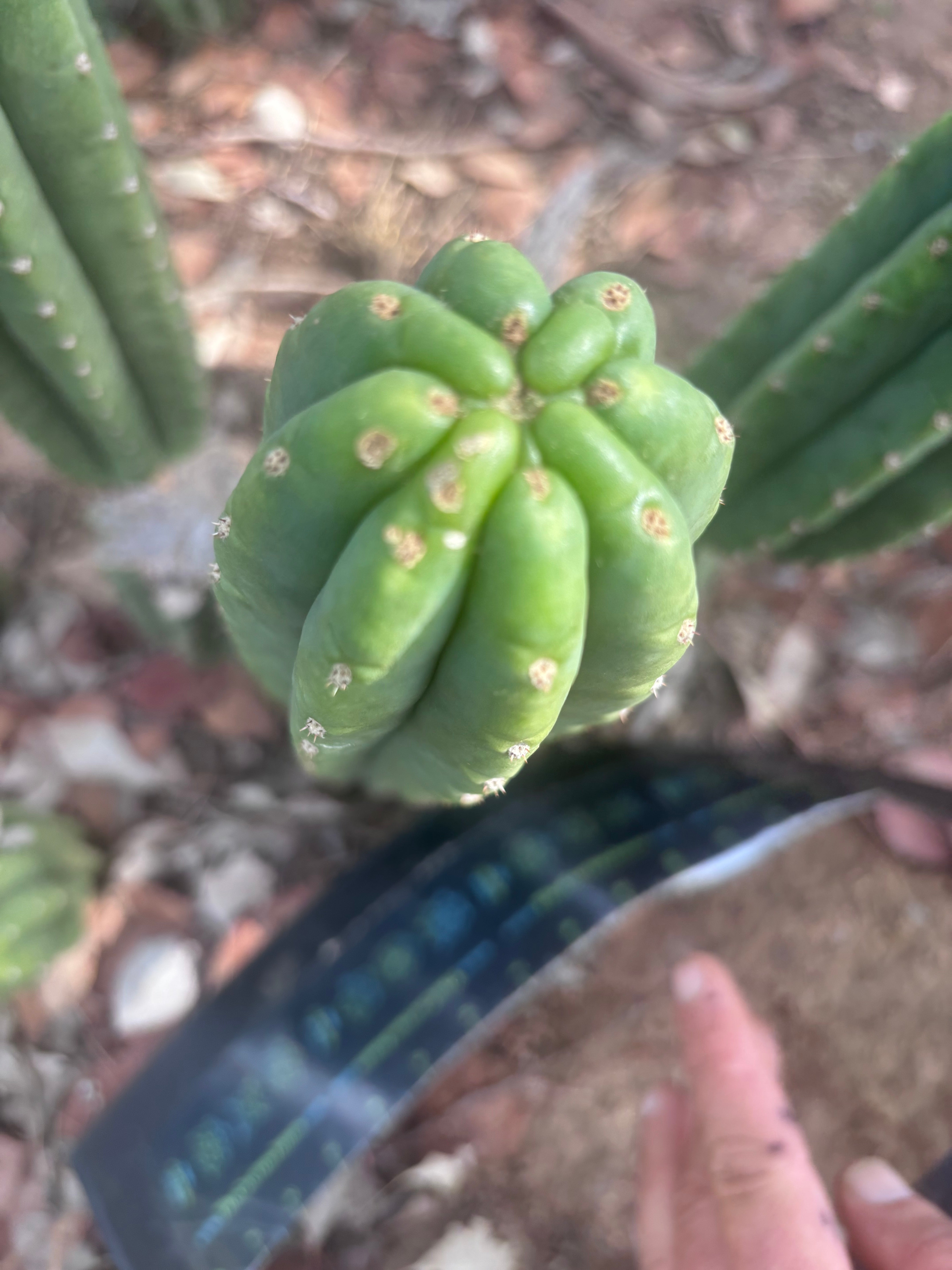 👑🌶️ The Field’s Pachanoi — 10” Tip