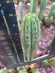 👑🌶️ Torres & Torres — 10” Tips (Restocked)