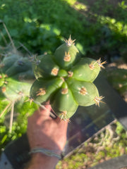 👑🌶️ Huancabamba— 10” Tip