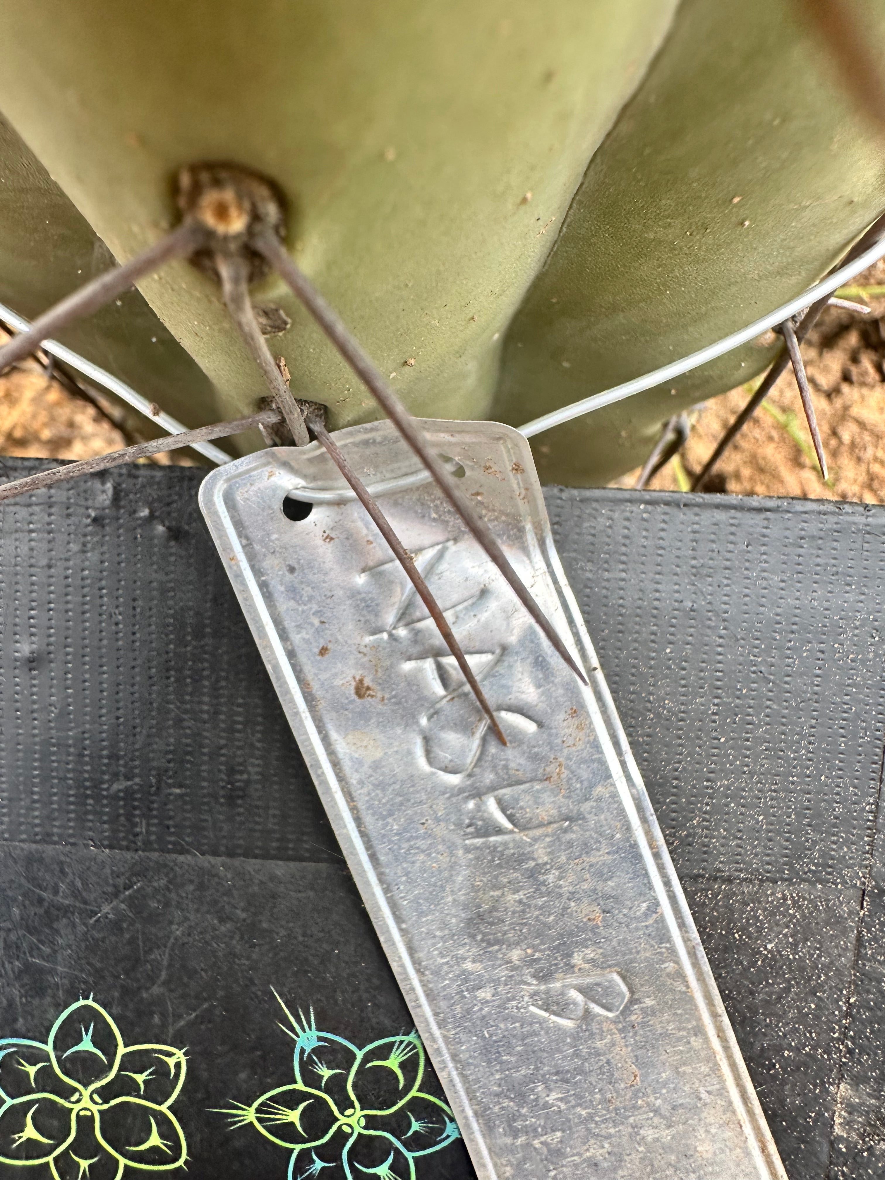 👑 Nash — 9” Grenade