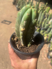 💎💎🌶️🌶️ NOM — Rooted 8” Pup