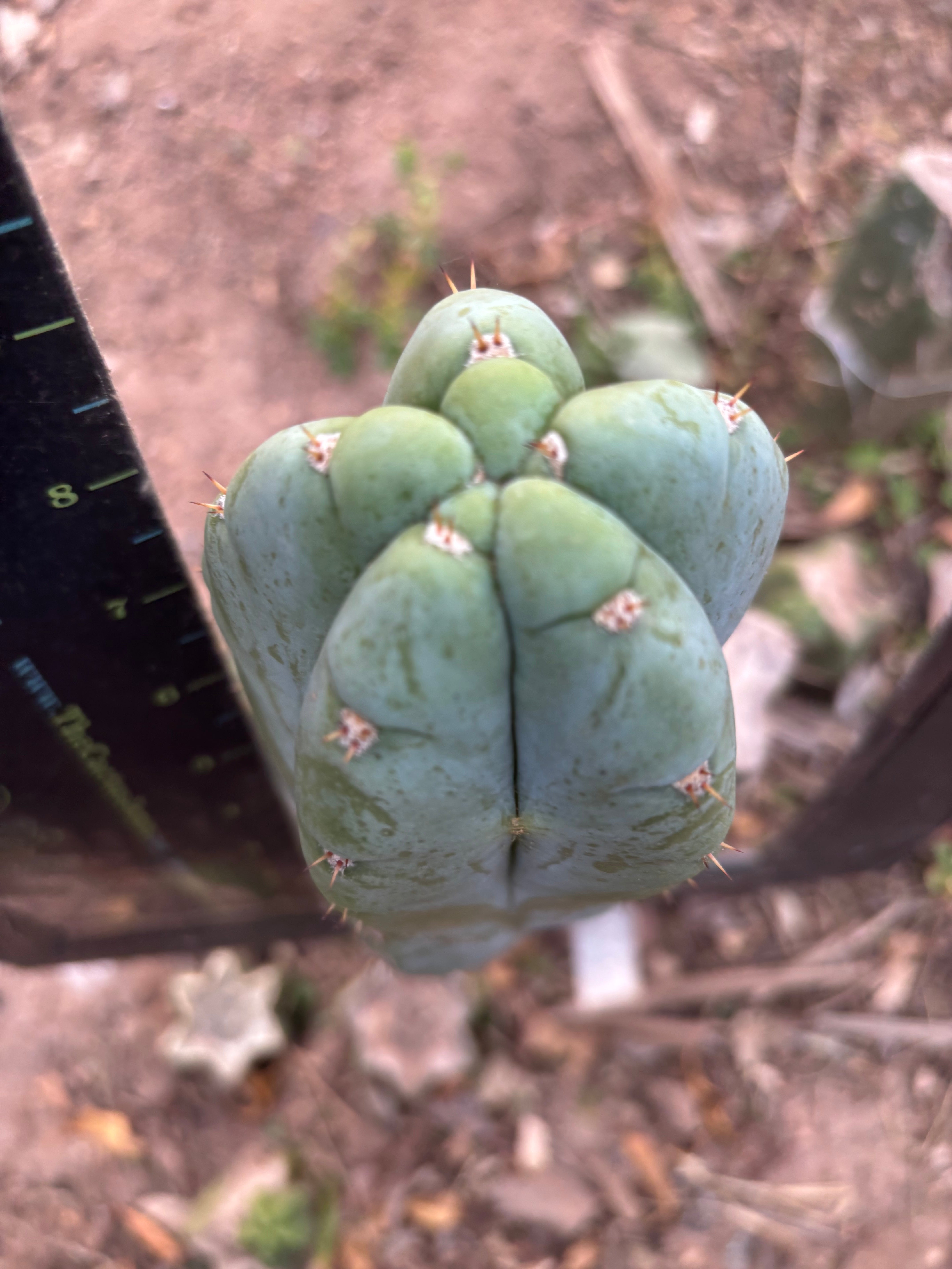 👑💎🌶️ Bob’s Colossus—  Chonky 9” Pup