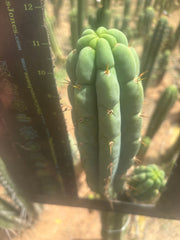 👑🌶️🌶️ Austy’s Bomb — 11.5” Pup
