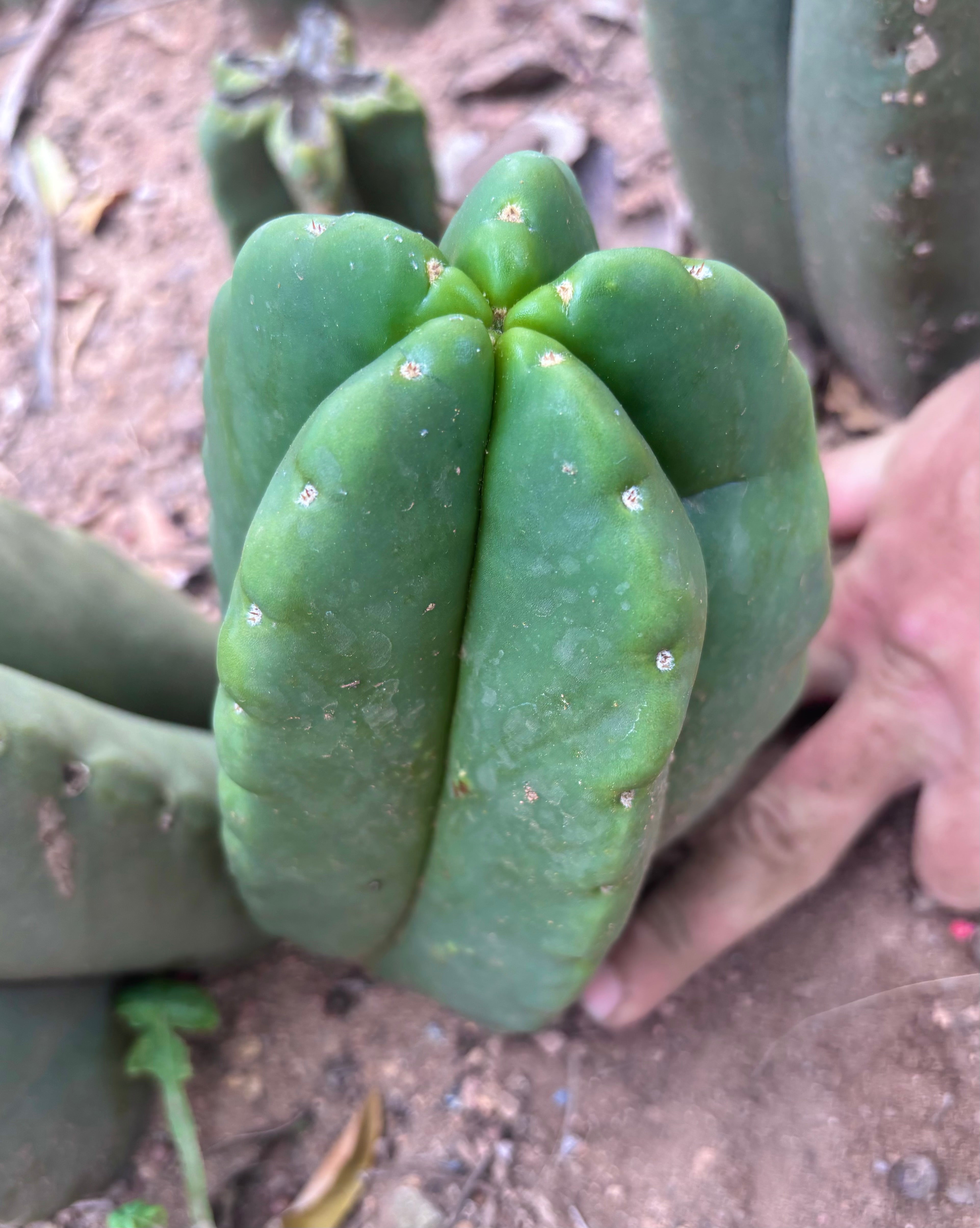 💎👑💎🌶️ Ferah — XL Pup