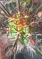 👑 SS04 — 10” Pup