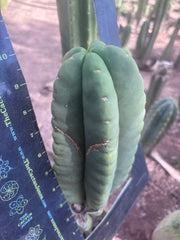 💎👑💎🌶️ Ferah — XL 9” Melon