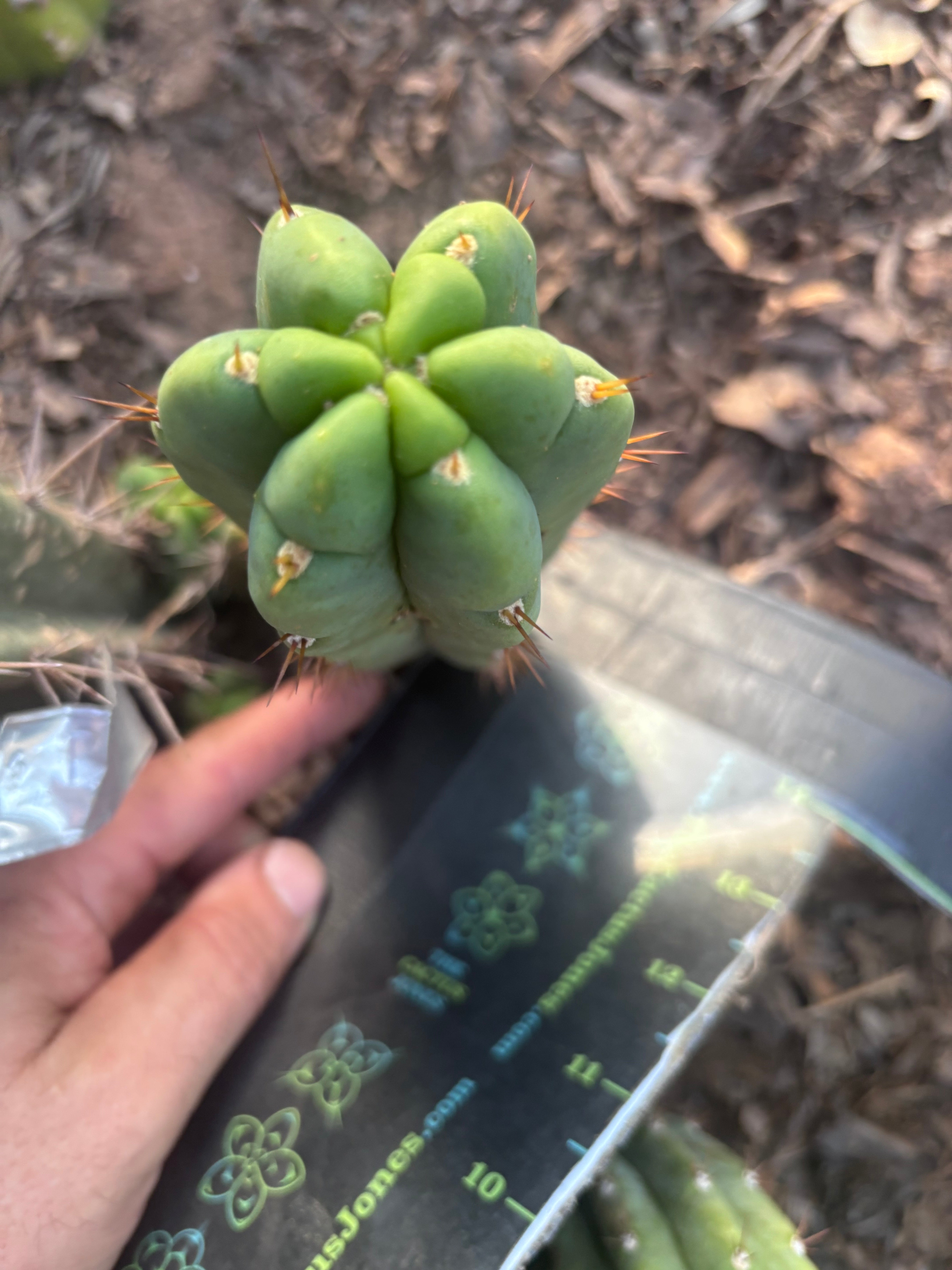 💎👑🌶️🌶️ Austy’s Bomb — 6” Pup