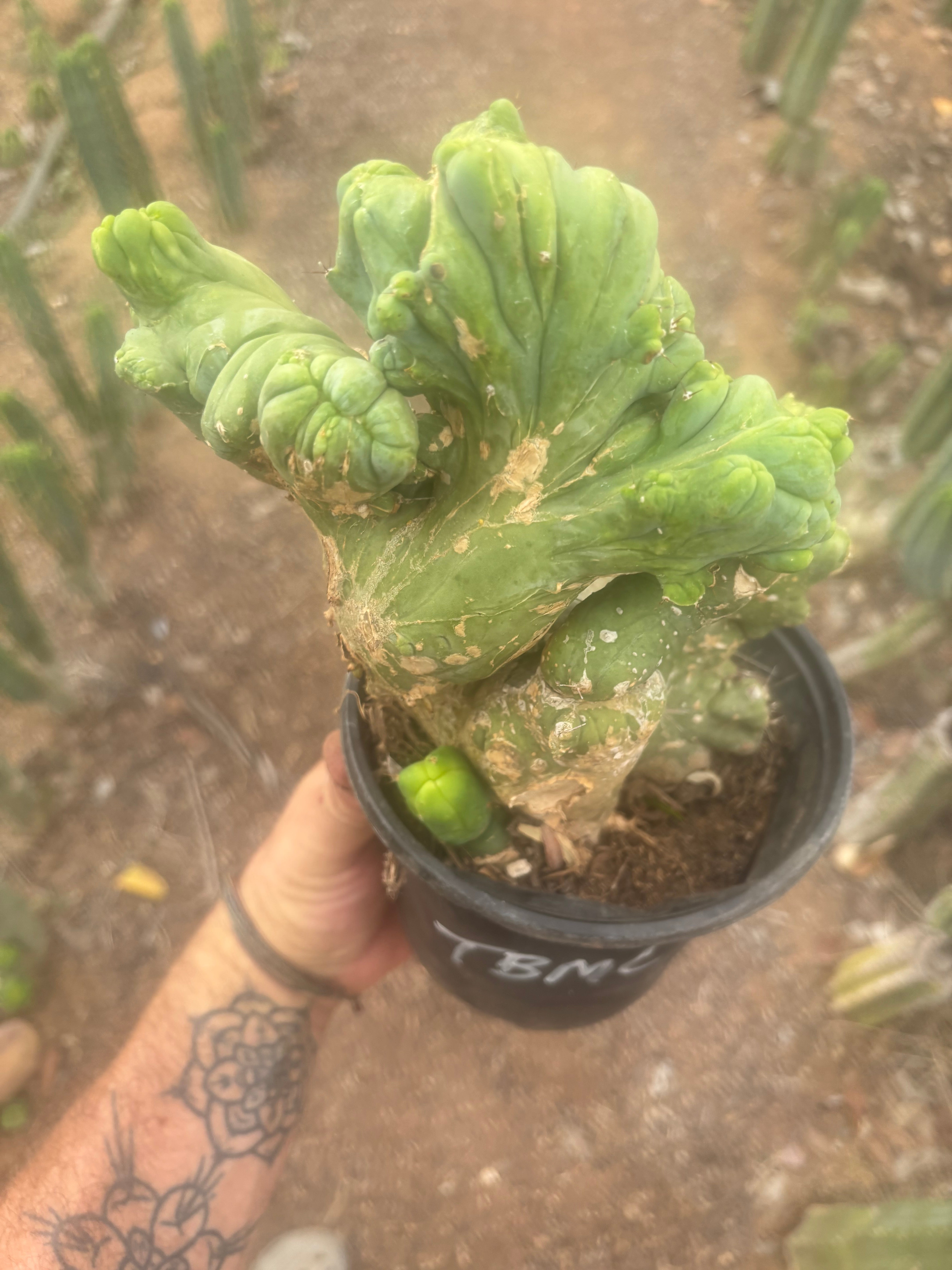 💎👑🌶️🌶️ TBMC — Large Rooted Specimen