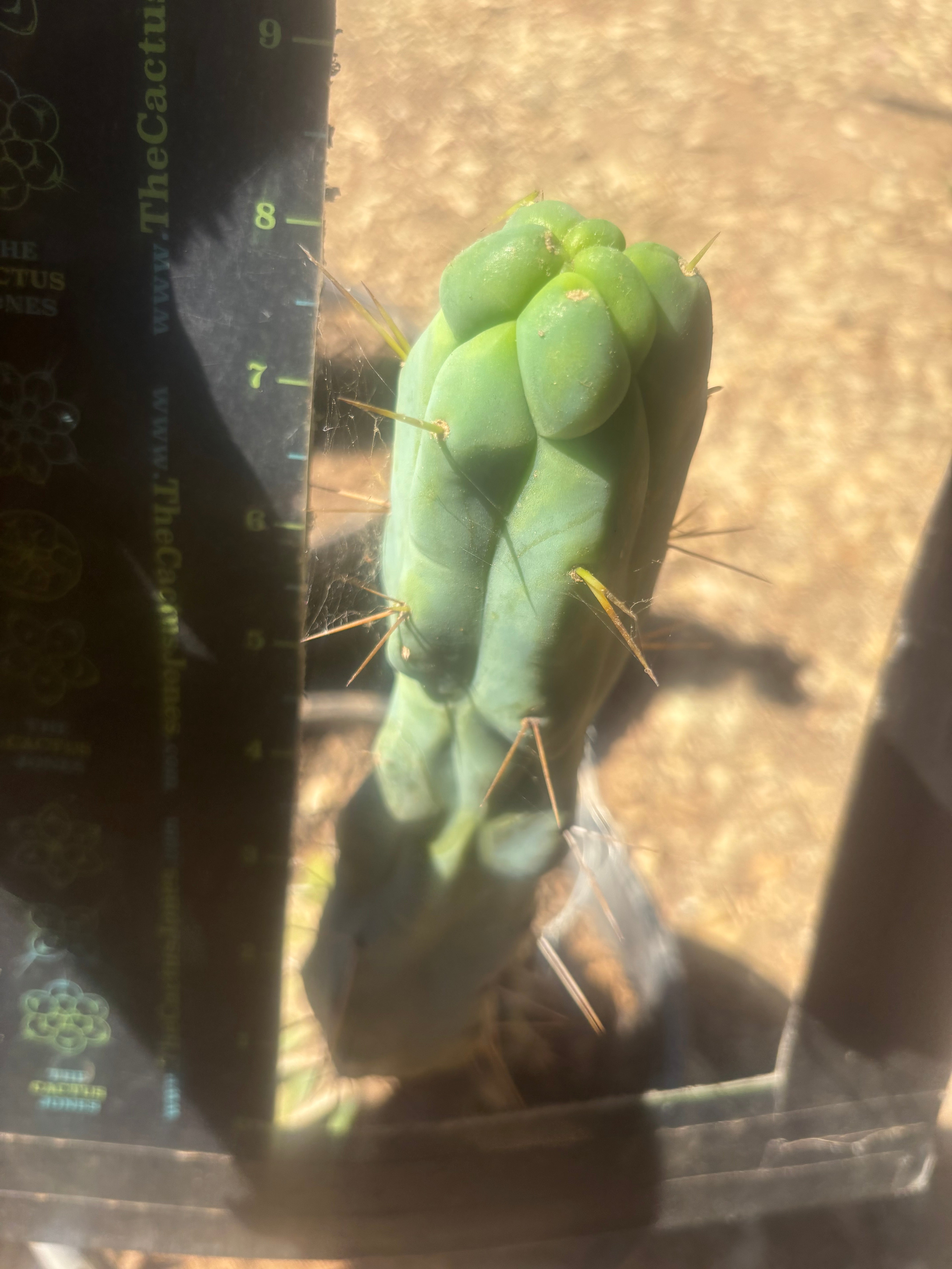💎👑🌶️ Monster De Cota Cota — 8” Tip