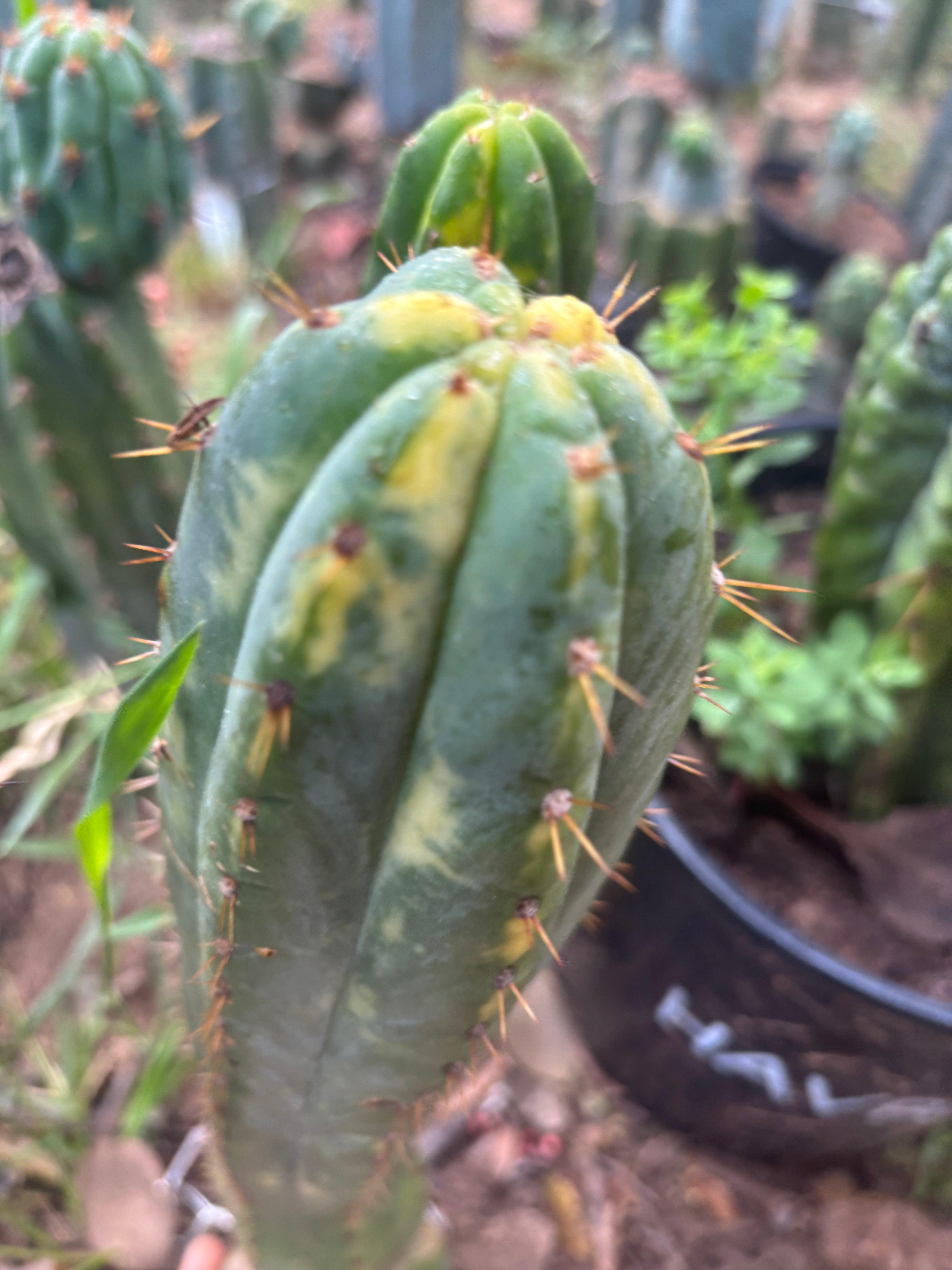 💎👑💎 Junin Huancayo — 8” Tip